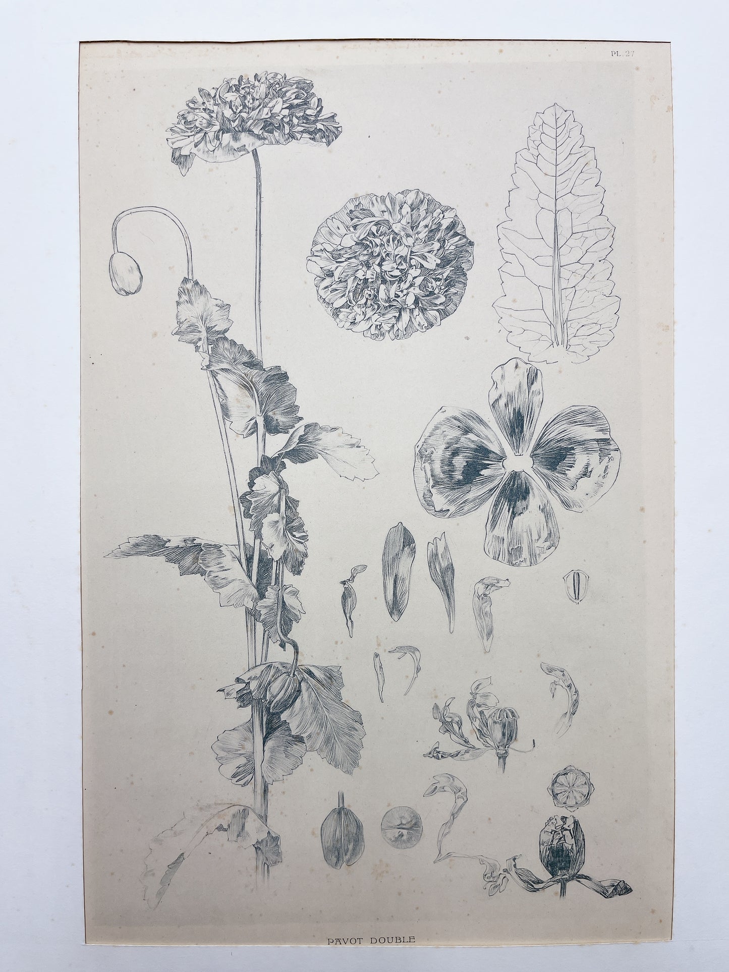 アルフォンス・ミュシャ「装飾資料集 PL27」 - ギャラリーK