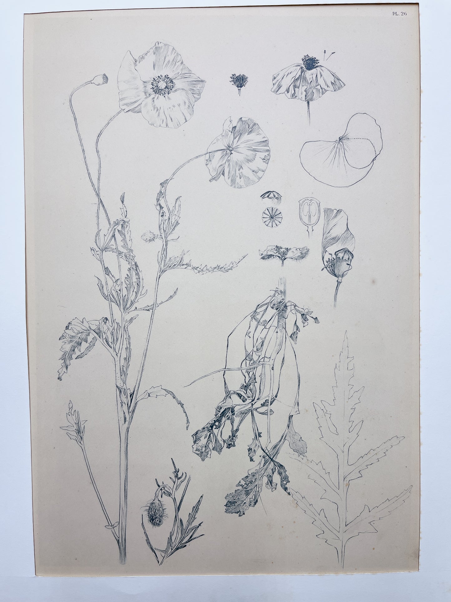 アルフォンス・ミュシャ「装飾資料集 PL23,PL24,PL25,PL26」4枚組 - ギャラリーK